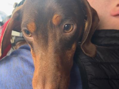 Dachshund Stud