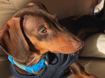 Dachshund Stud