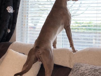 IKC Registered Weimaraner for stud in Waterford – 4 Generation Pedigree‼️