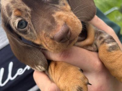 Proven Dachshund Smooth Haired Kaninchen For Stud .
