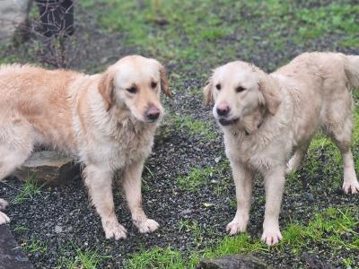SOLD. Due to bereavement our much loved 2 friendly 2 year old female Golden Retriever need new homee