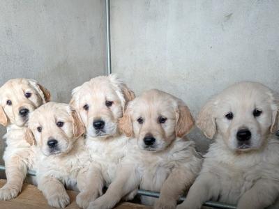 IKC Registered Golden Retriever puppies in Mayo