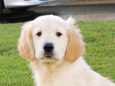 IKC Registered Golden Retriever puppies in Mayo