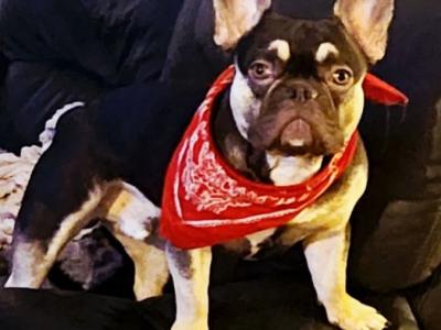 ***KING KOBY*** RUSSIAN AND IRISH CHAMPION SHOW DOGS