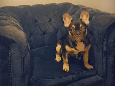 ***KING KOBY*** RUSSIAN AND IRISH CHAMPION SHOW DOGS