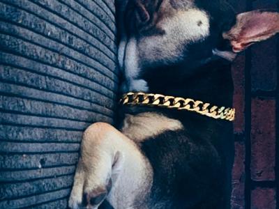 ***KING KOBY*** RUSSIAN AND IRISH CHAMPION SHOW DOGS