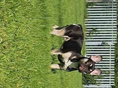 ***KING KOBY*** RUSSIAN AND IRISH CHAMPION SHOW DOGS