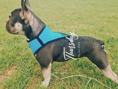 ***KING KOBY*** RUSSIAN AND IRISH CHAMPION SHOW DOGS