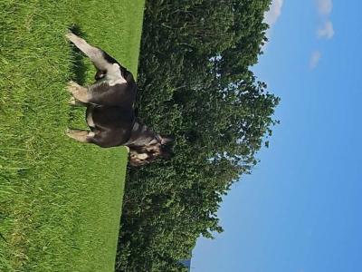 ***KING KOBY*** RUSSIAN AND IRISH CHAMPION SHOW DOGS