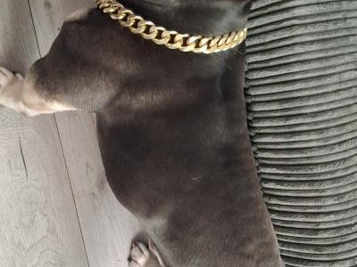 ***KING KOBY*** RUSSIAN AND IRISH CHAMPION SHOW DOGS