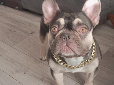 ***KING KOBY*** RUSSIAN AND IRISH CHAMPION SHOW DOGS