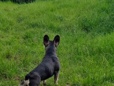 ***KING KOBY*** RUSSIAN AND IRISH CHAMPION SHOW DOGS