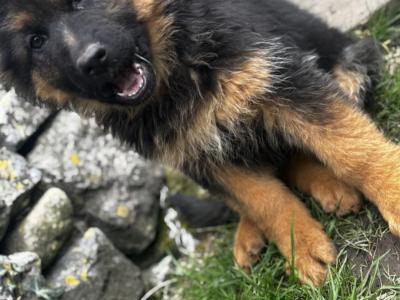 Proven German Shepherd stud in Limerick