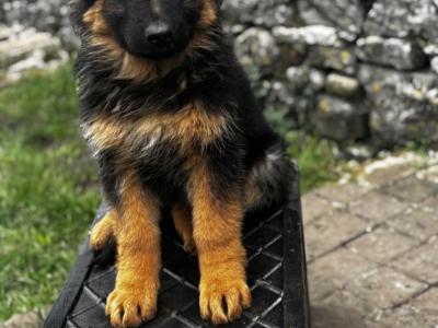 Proven German Shepherd stud in Limerick