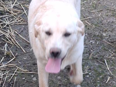 Labrador x Australian Sheepdog puppies in Cork
