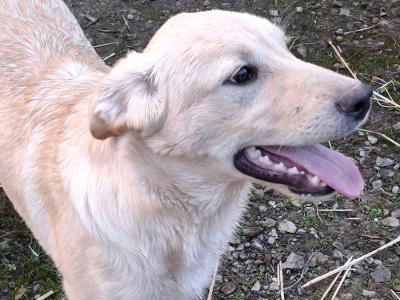 Labrador x Australian Sheepdog puppies in Cork