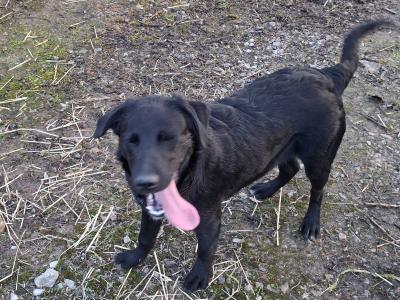 Labrador x Australian Sheepdog puppies in Cork