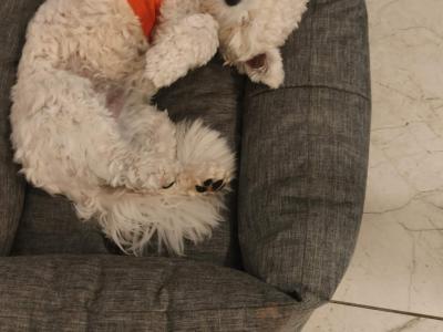 Maltese stud Dog – Snowy available for stud in Cork