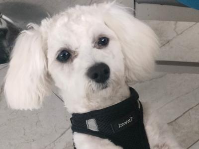Maltese stud Dog – Snowy available for stud in Cork