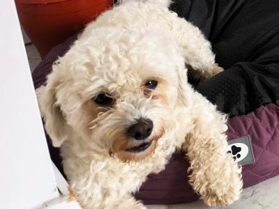 Maltese stud Dog – Snowy available for stud in Cork