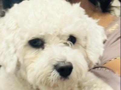 Maltese stud Dog – Snowy available for stud in Cork