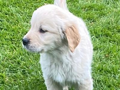 IKC Registered Fox Red Golden Retriever puppies in Carlow