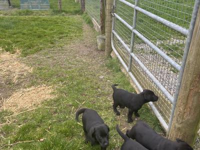 Purebred Black Labrador puppies for sale in Meath