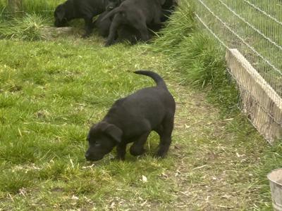 Purebred Black Labrador puppies for sale in Meath