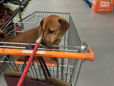 Jack Russell stud dog