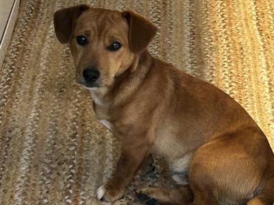 Jack Russell stud dog
