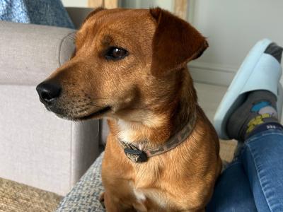 Jack Russell stud dog