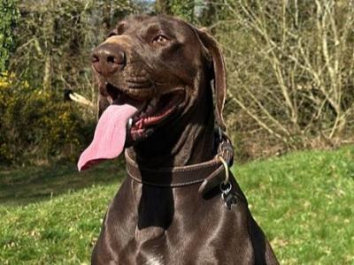 German Shorthair Pointer Stud ad