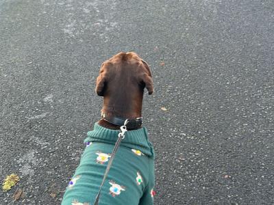 German Shorthair Pointer Stud ad