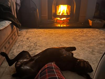 German Shorthair Pointer Stud ad