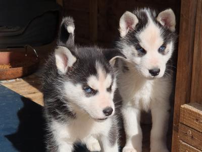 Beautiful purebred Siberian Husky puppies😍 💕 in Wexford