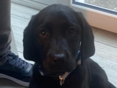 2 female purebred Labrador puppies for sale in Cork