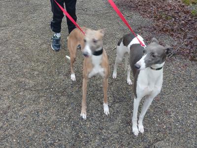 2 Fawn Blue Brindle male Whippets