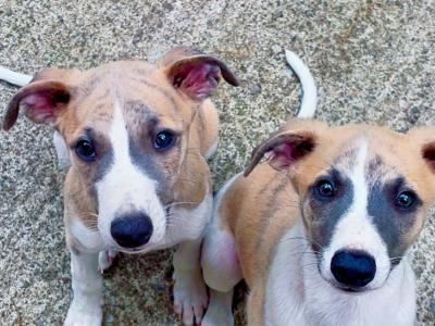 2 Fawn Blue Brindle male Whippets