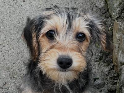Poodle x Cavapoo puppies in Wexford
