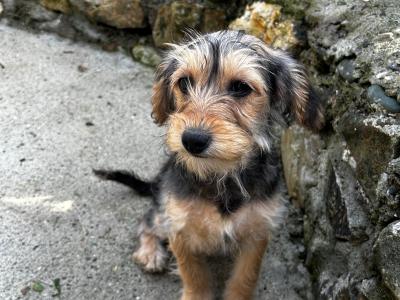 Poodle x Cavapoo puppies in Wexford