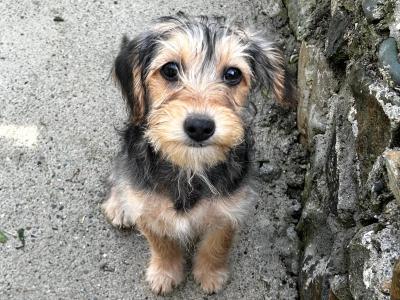 Poodle x Cavapoo puppies in Wexford