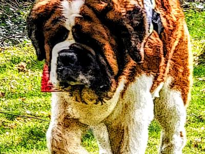 St Bernard... He's the best dad for your puppies 🐕🐾🐾