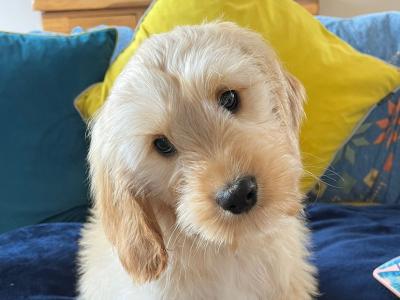 Black female and Apricot male Cavachon x Poodle puppies in Limerick