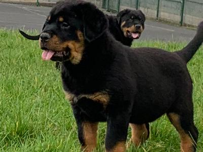 IKC Registered female Rottweiler puppies in Clare