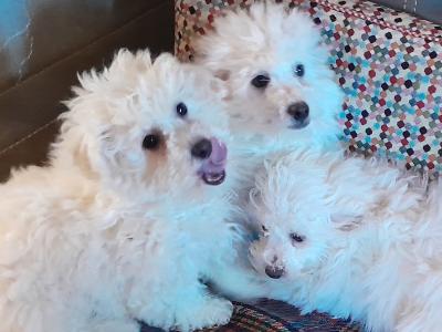 Bichon Frise puppies for sale in Carlow
