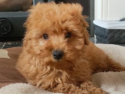 Miniature male Poodle puppy in Galway