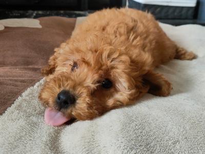 Miniature male Poodle puppy in Galway