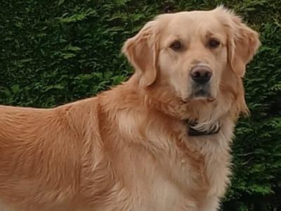 IKC Registered Golden Retriever for stud in Carlow