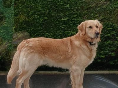 IKC Registered Golden Retriever for stud in Carlow