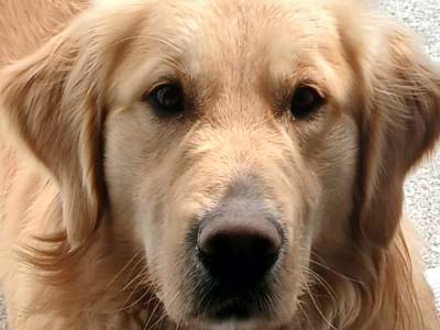 IKC Registered Golden Retriever for stud in Carlow